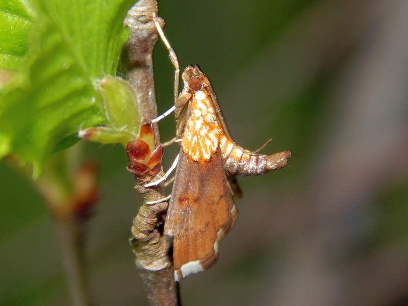 Lepidotteri 2015